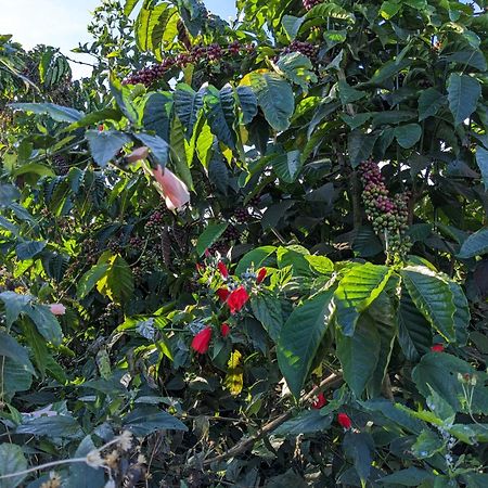 Ivy Coffee Farm - Garden House Lägenhet Duc Trong Exteriör bild