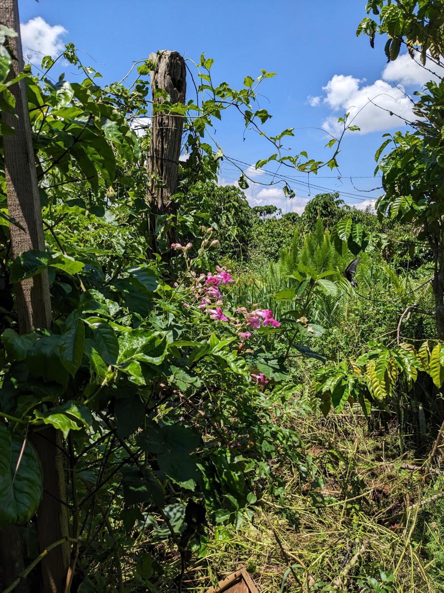 Ivy Coffee Farm - Garden House Lägenhet Duc Trong Exteriör bild