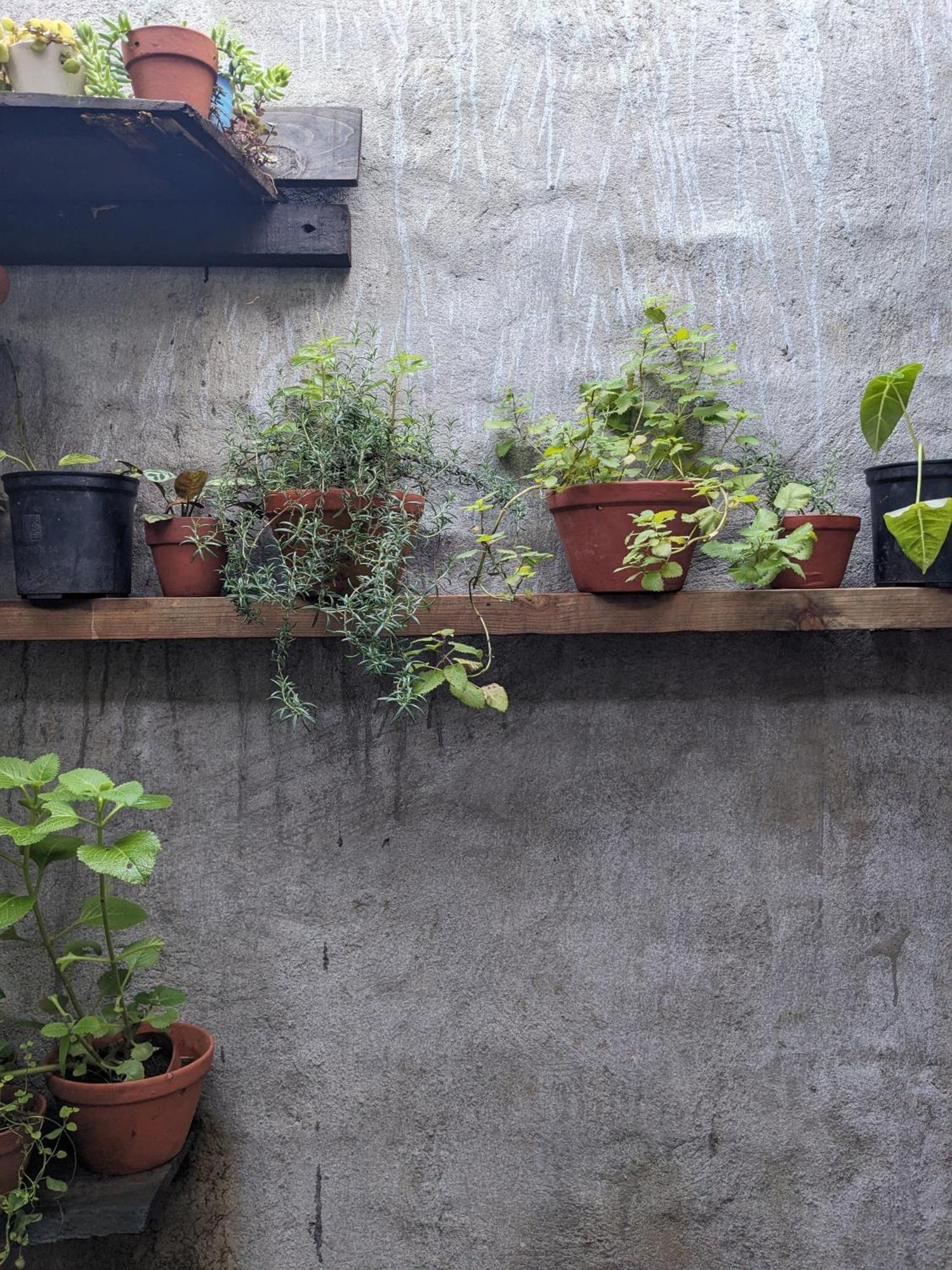 Ivy Coffee Farm - Garden House Lägenhet Duc Trong Exteriör bild