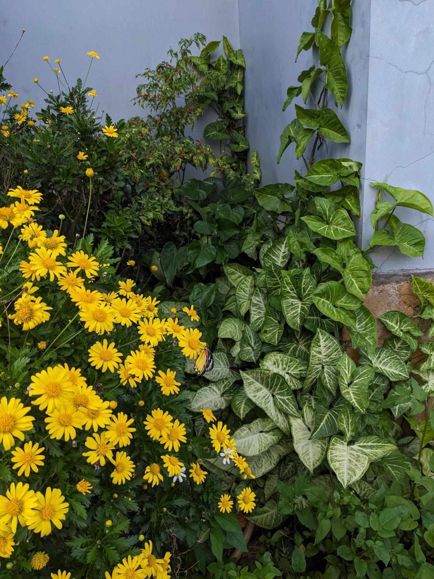 Ivy Coffee Farm - Garden House Lägenhet Duc Trong Exteriör bild